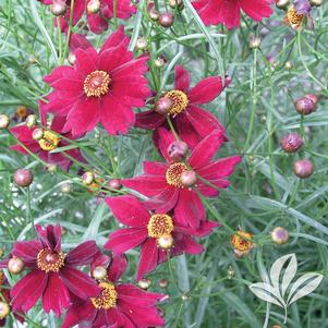 Coreopsis rosea 'Limerock Ruby' 