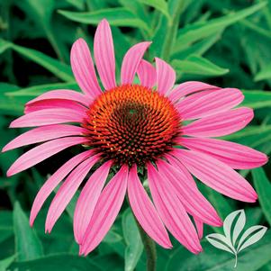 Echinacea purpurea 'Ruby Star' 