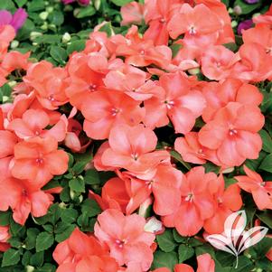 Impatiens 'Coral' 