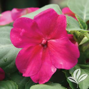 Impatiens 'Violet' 