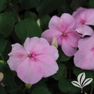 Impatiens 'Pink' 