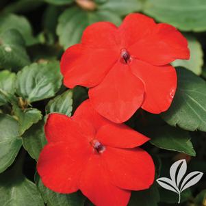 Impatiens 'Red' 