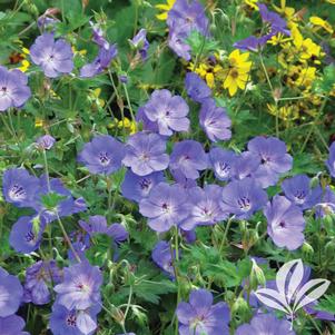 Geranium 'Rozanne' 