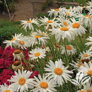 Leucanthemum x superbum 'Alaska' 