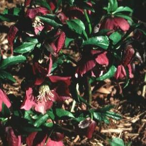 Helleborus orientalis 