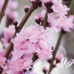 Prunus persica 'Corinthian 'Pink' 