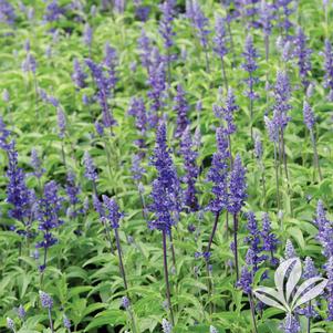 Salvia farinacea 'Victoria Blue Sage' 