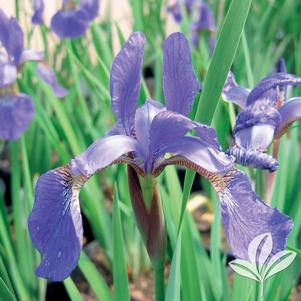 Iris siberica 'Caesar's Brother' 