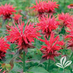 Monarda didyma 'Cambridge Scarlet' 