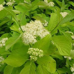 Cornus hesseyii 'Garden Glow' 