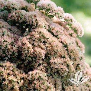 Sedum telephium 'Autumn Joy' 