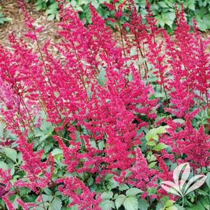 Astilbe arendsii 'Fanal' 