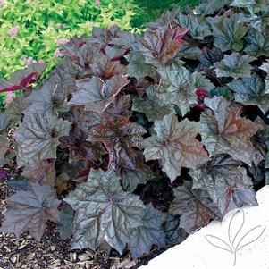 Heuchera micrantha 'Palace Purple' 