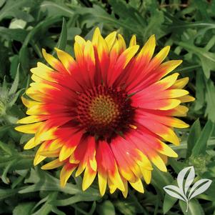 Gaillardia x grandiflora 'Goblin' 