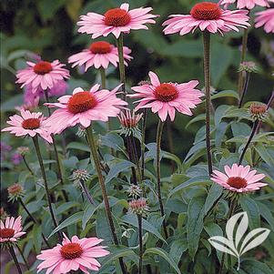 Echinacea purpurea 'Magnus' 