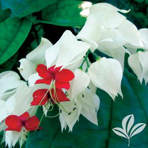 Clerodendrum thomsoniae 