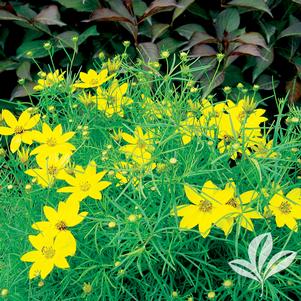 Coreopsis verticillata 'Zagreb' 