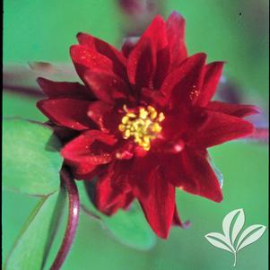 Aquilegia vulgaris plena 'Ruby Port' 