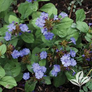 Ceratostigma plumbaginoides 