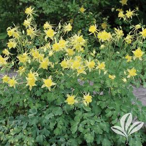 Aquilegia hinckleyana 