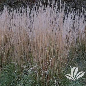 Calamagrostis x acutiflora 'Avalanche' 