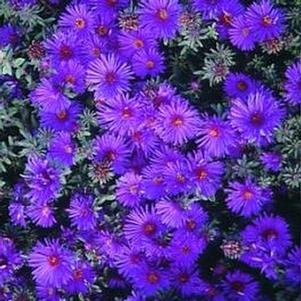 Aster novae-angliae 'Purple Dome' 