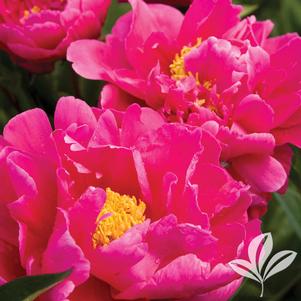 Paeonia lactiflora 'Karl Rosenfield' 
