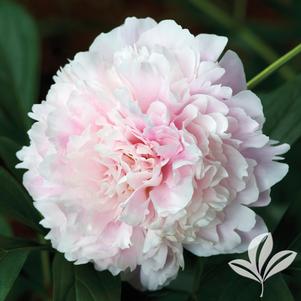 Paeonia lactiflora 'Sarah Bernhardt' 