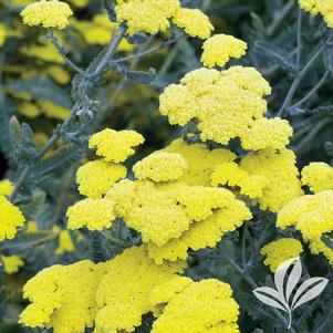 Achillea 'Moonshine' 