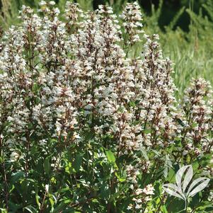 Penstemon digitalis 'Husker Red' 