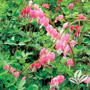 Dicentra spectabilis 