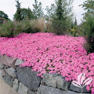 Petunia 'PAS97504' 