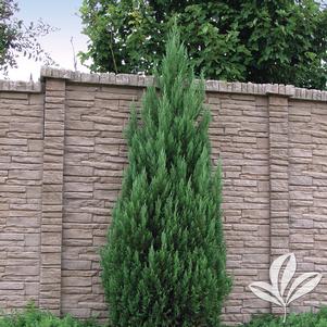 Juniperus chinensis 'Blue Point' 