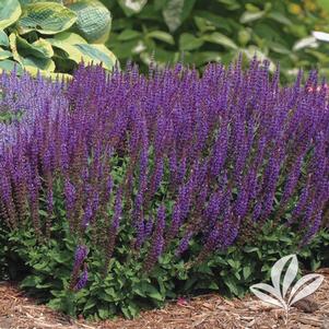 Salvia nemorosa 'East Friesland' 