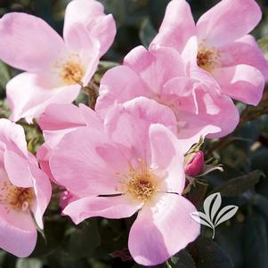 Rosa 'Radyod' 