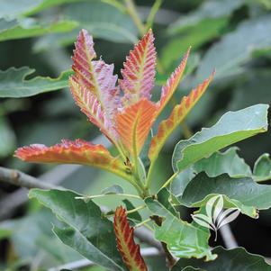 Quercus muhlenbergii 