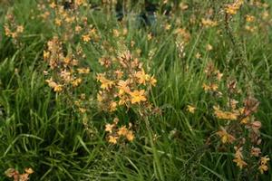 Bulbine fruticosa 'Hallmark' 