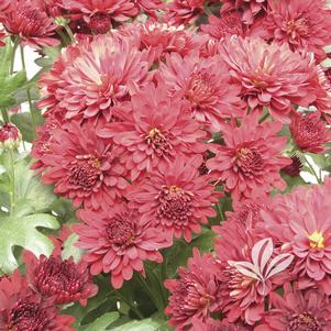 Chrysanthemum 'Helen' 