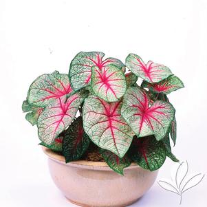 Caladium 'White Queen' 