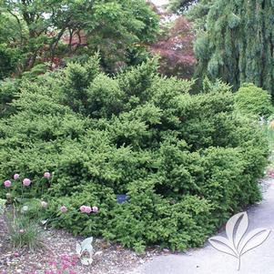 Podocarpus 'Pringle's Dwarf' 