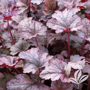 Heuchera 'Plum Pudding' 