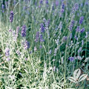 Lavandula angustifolia 'Munstead' 