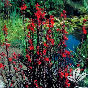 Lobelia x speciosa 'Queen Victoria' 