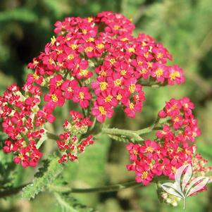 Achillea millefolium 'Paprika' 