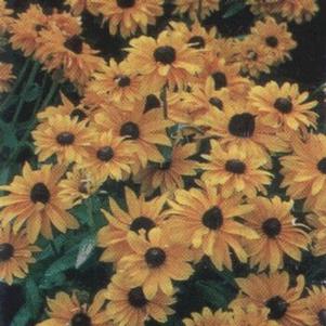 Rudbeckia 'Marmalade' 