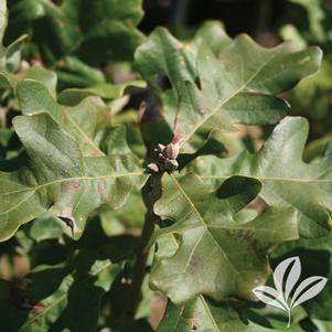 Quercus velutina 