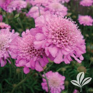 Scabiosa columbaria 'Pink Mist' 