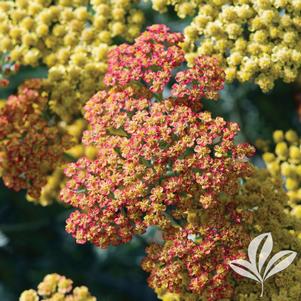 Achillea millefolium 'Terra Cotta' 