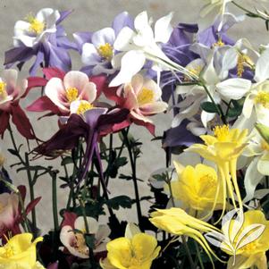 Aquilegia 'McKana Hybrids' 