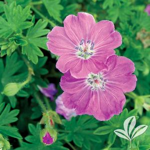 Geranium sanguineum 